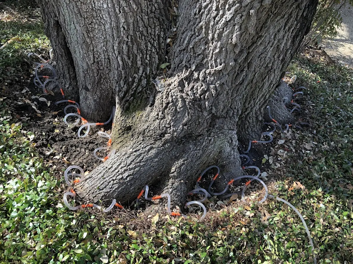 Detailed Tree Cabling and Bracing job site in Big Laurel
