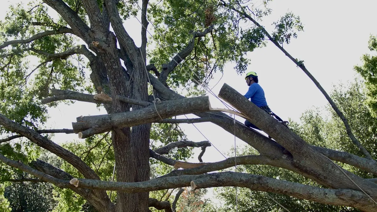 Professional Hazardous Tree Removal performed by certified arborists in Big Laurel